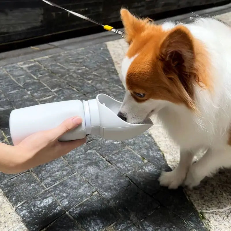 Folding Pet Water Dispenser