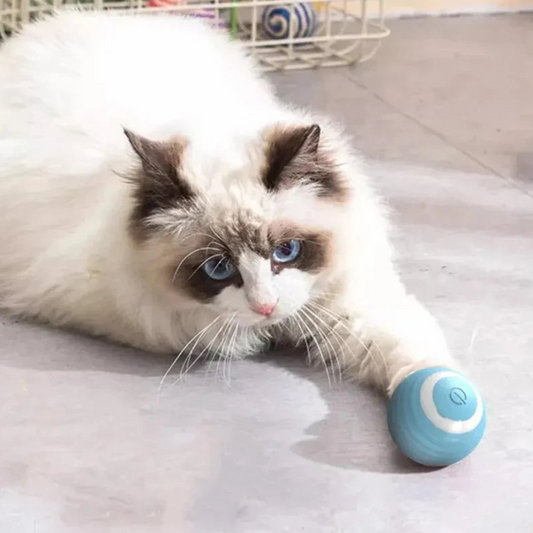 Magic Cat Ball Toy